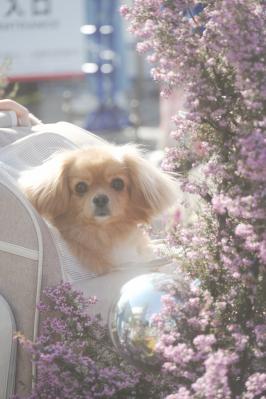 春のふわふわタイムのウチ