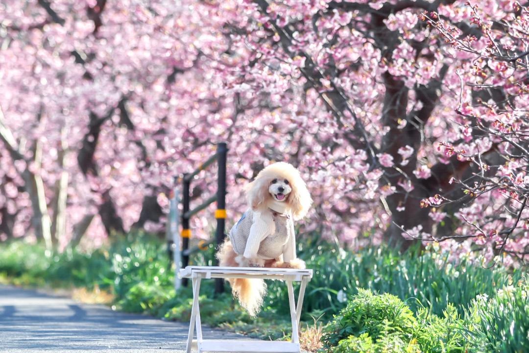 満開の桜と満開の笑顔