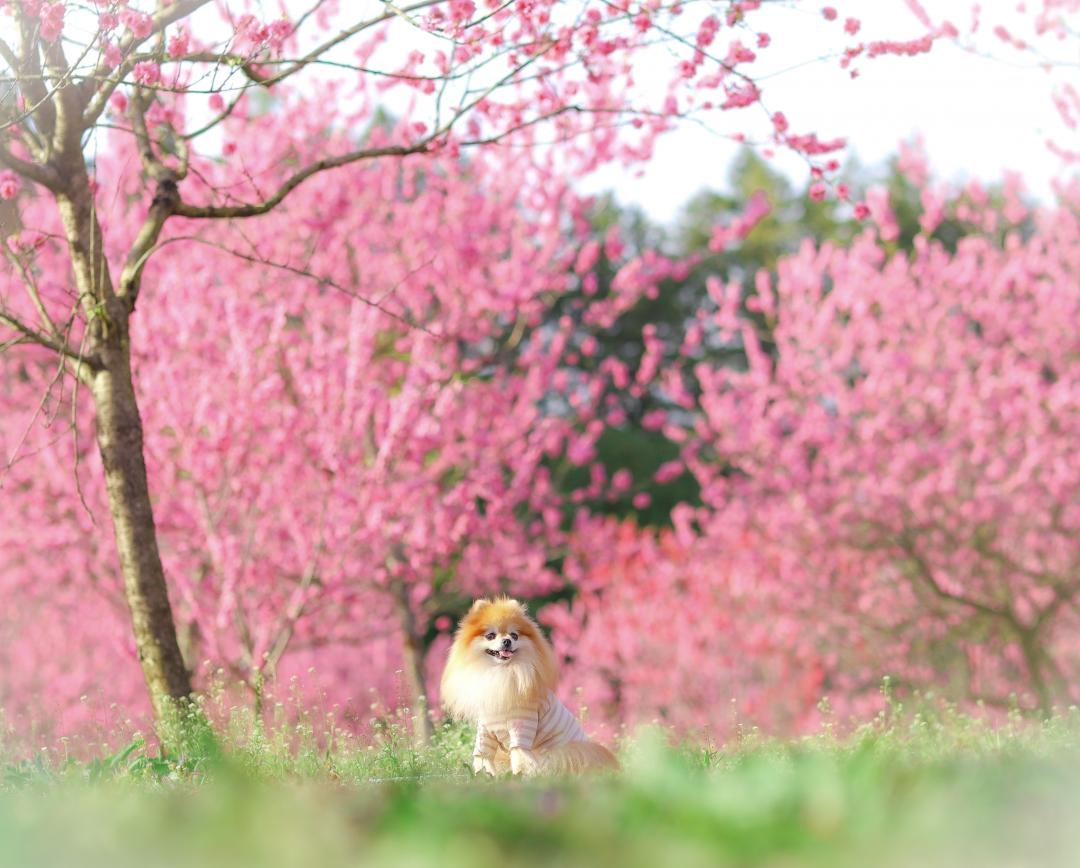 桃花とまもる