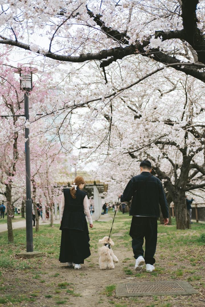 桜のトンネル