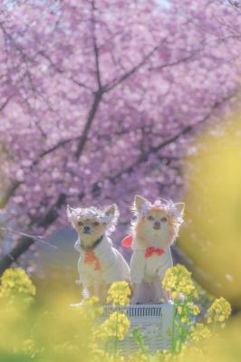 菜の花と河津桜