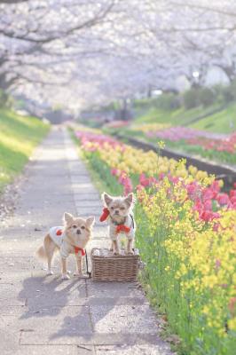 チューリップと桜のコラボ