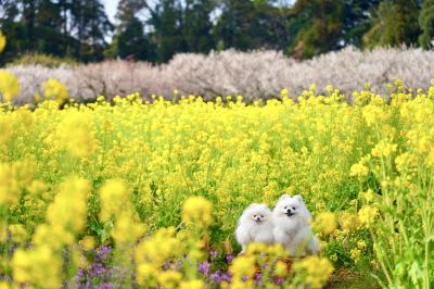 菜の花に囲まれて