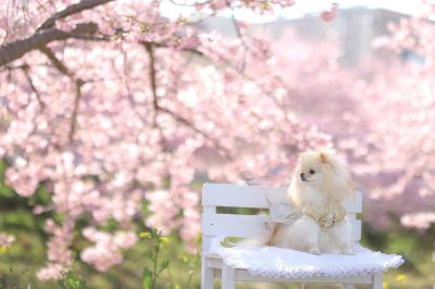 輝く河津桜