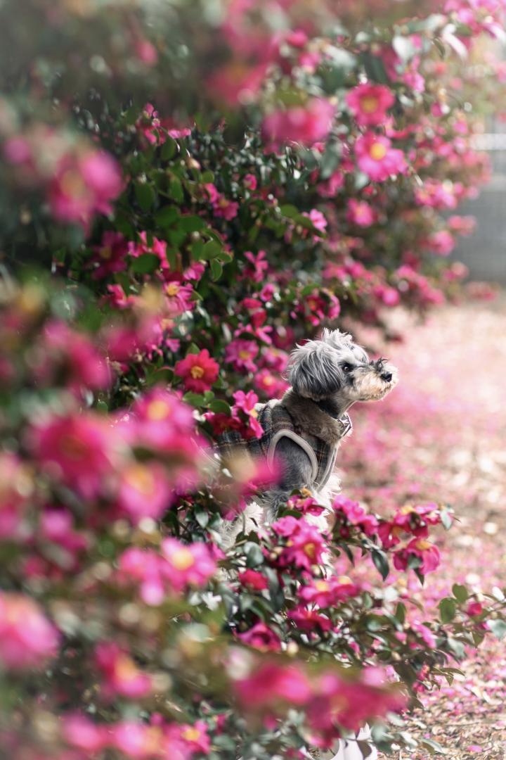 flower wall