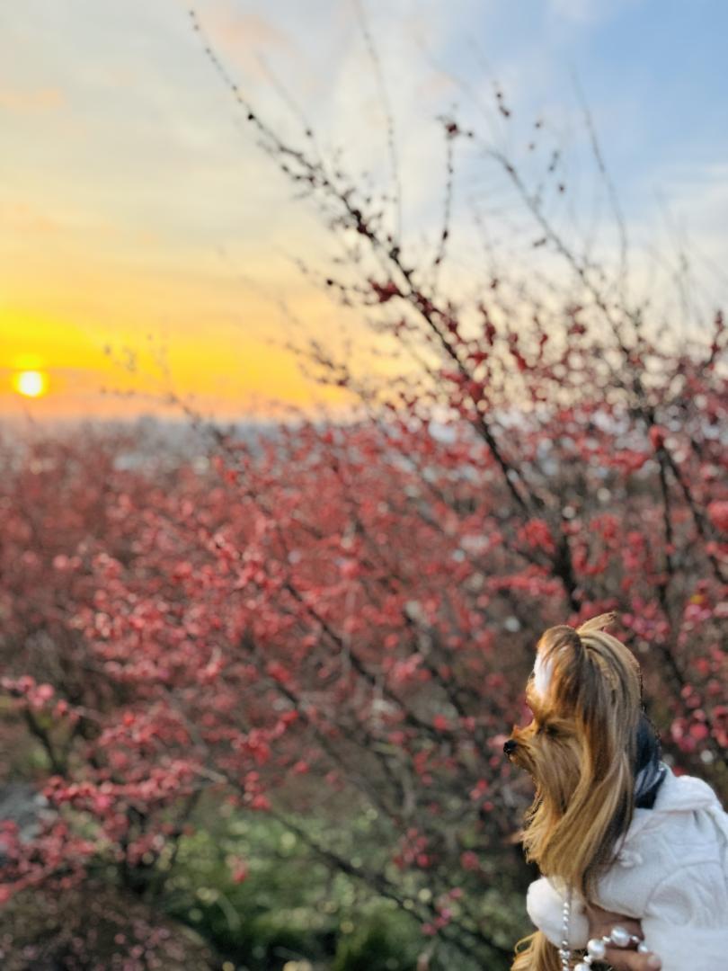 夕焼けと紅梅とあんちゃん