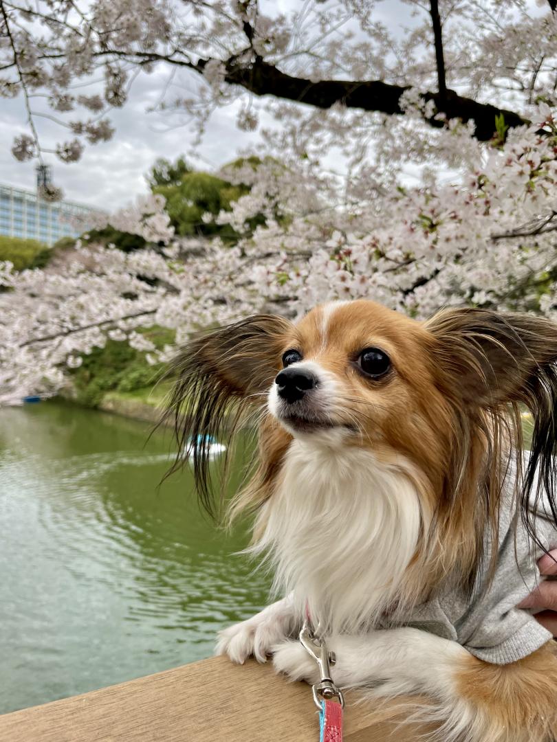 お花見さんぽ