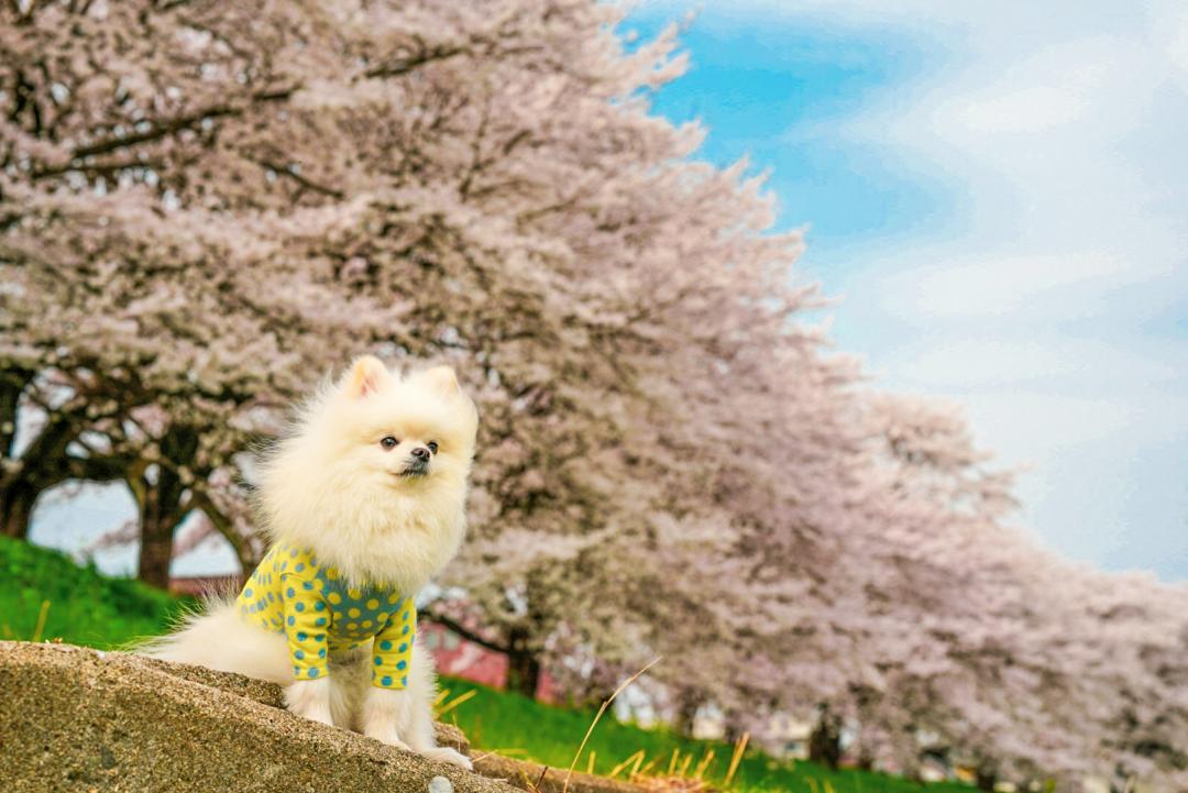 一目千本桜とイチ