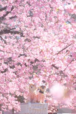 キラキラの河津桜と