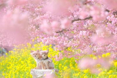 菜の花と河津桜