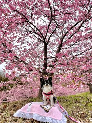 わたしに桜ピンクの羽が生えました！