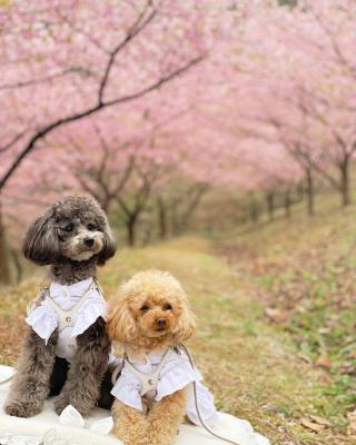 河津桜のトンネル