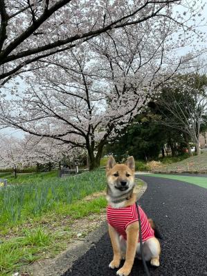 初めての桜