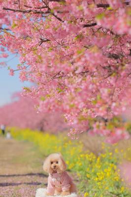 河津桜と菜の花