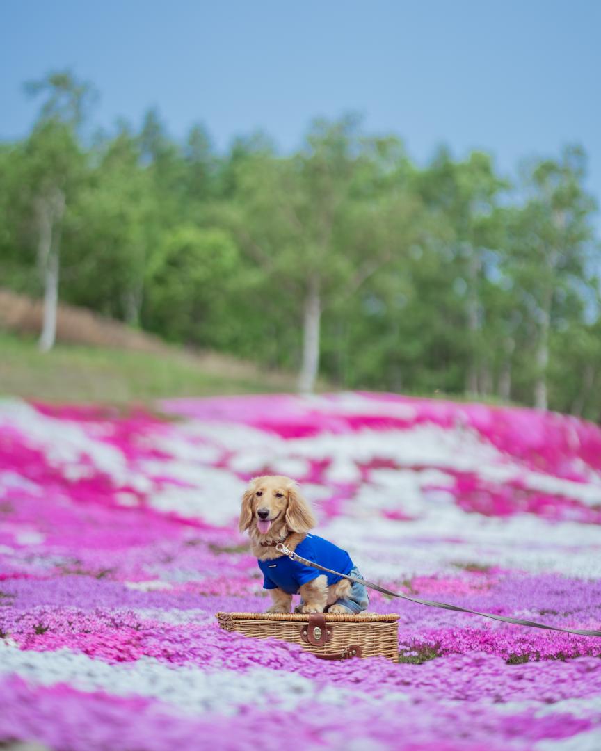 芝桜