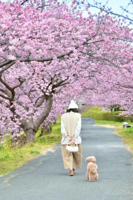 桜の続く道