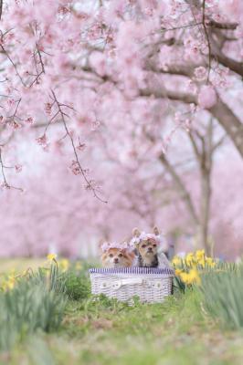 水仙と桜