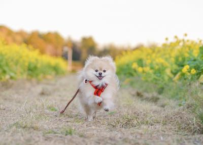 菜の花畑でルンルン