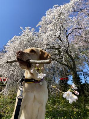 持って待て！