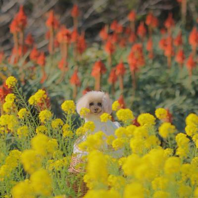 菜の花とアロエの花