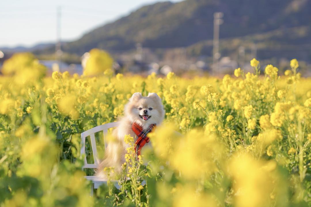 一面の菜の花畑からひょっこりノエル