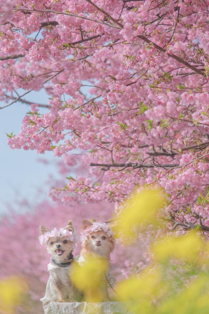 菜の花と河津桜と青空