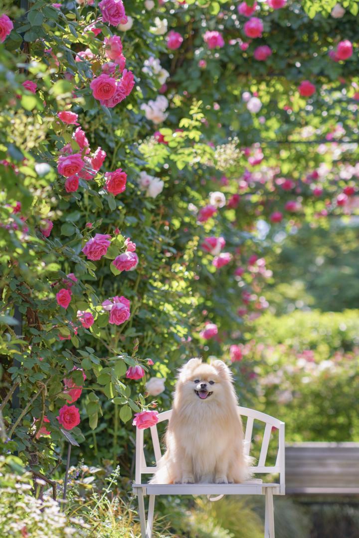 素敵な薔薇のアーチ