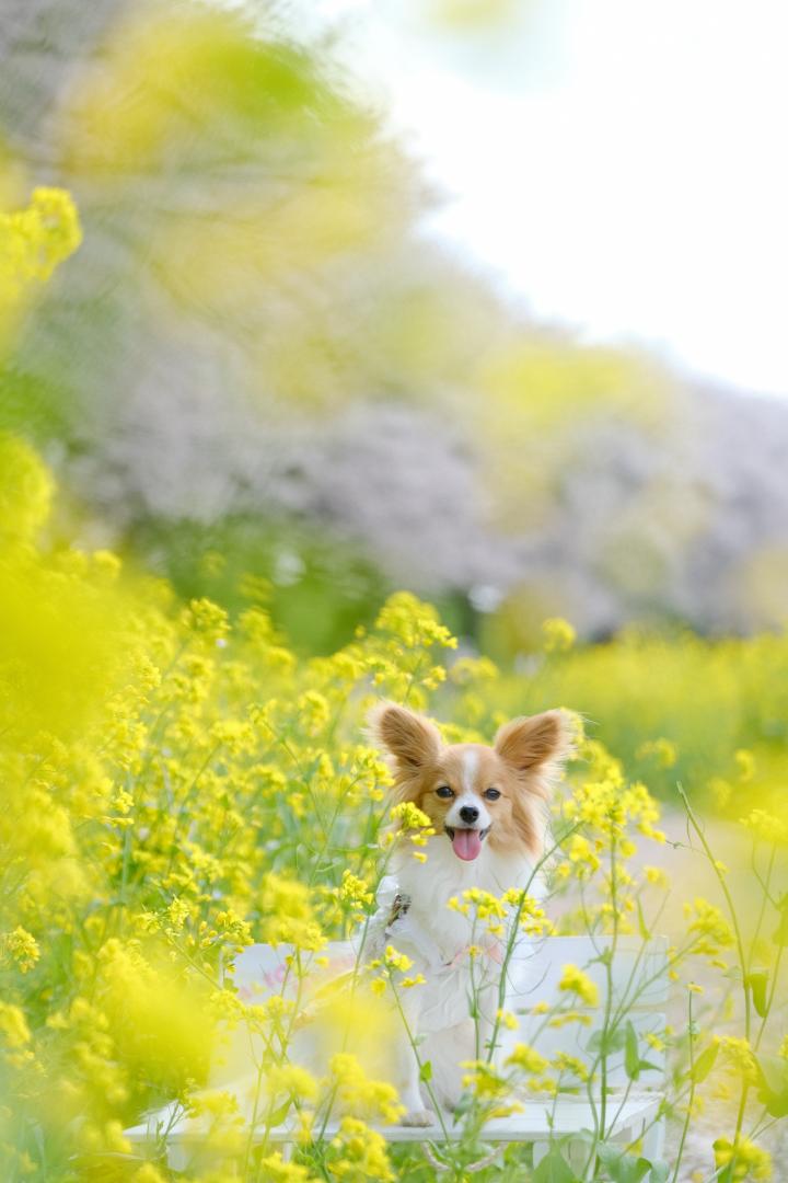 菜の花に囲まれて