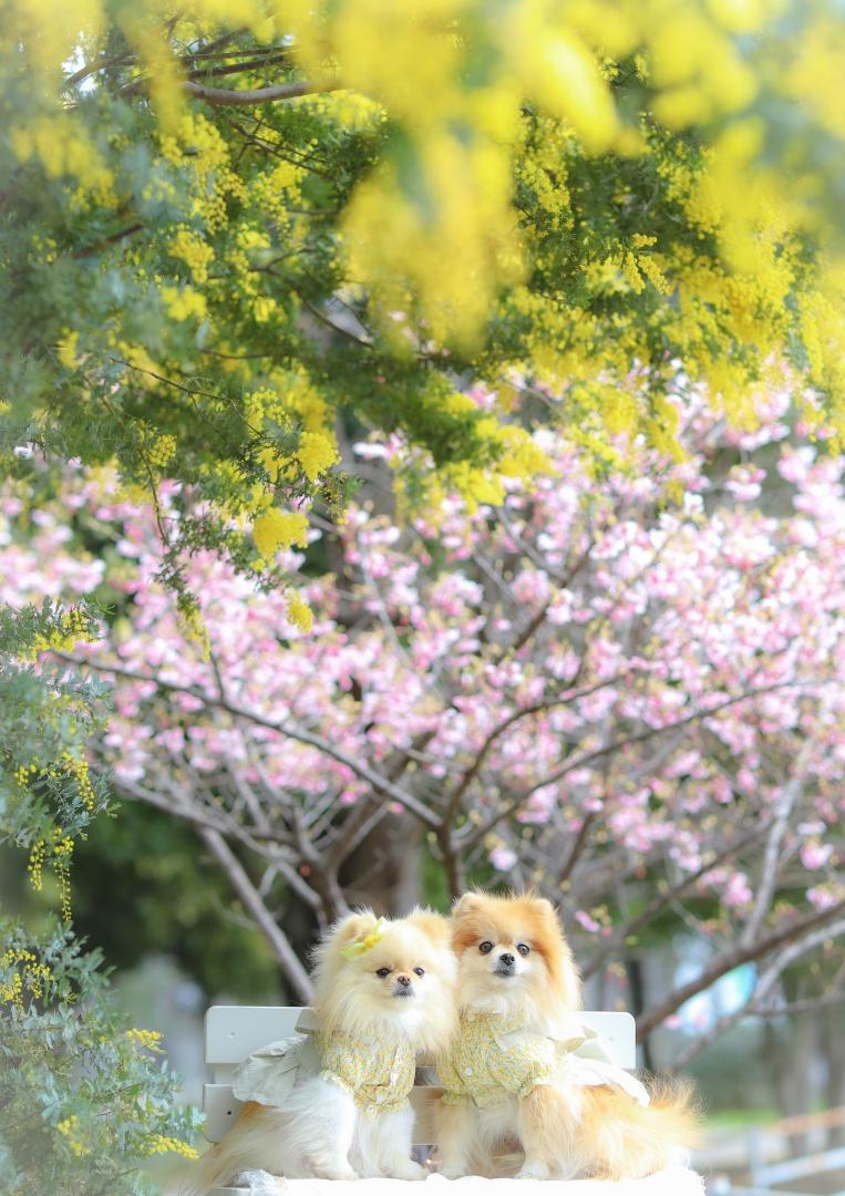 ミモザと河津桜