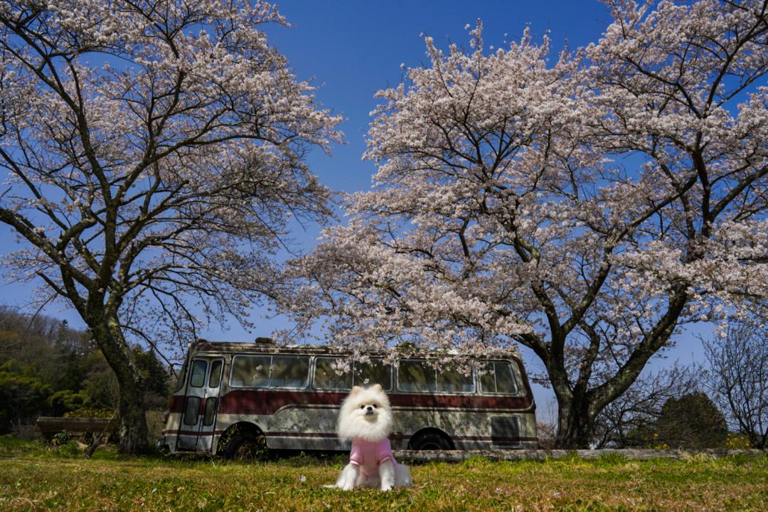 桜と廃バスとイチ