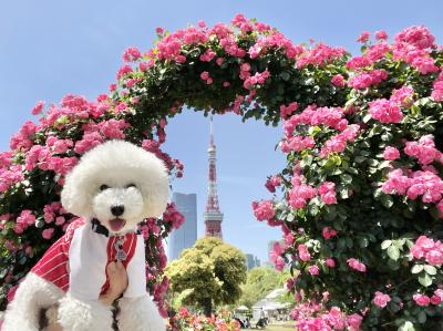 春の薔薇と東京タワー