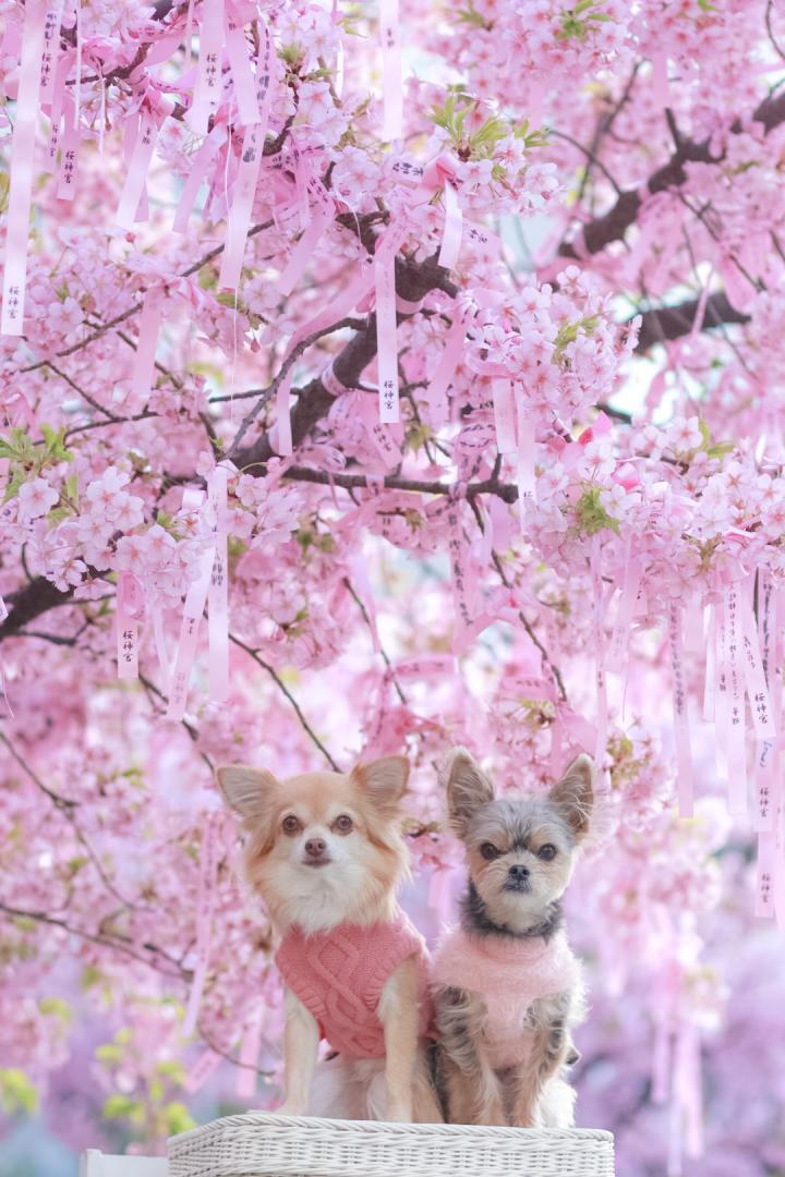 河津桜の神社で