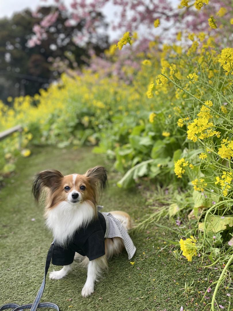 河津桜と菜の花と僕