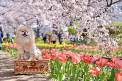 満開の桜とチューリップ