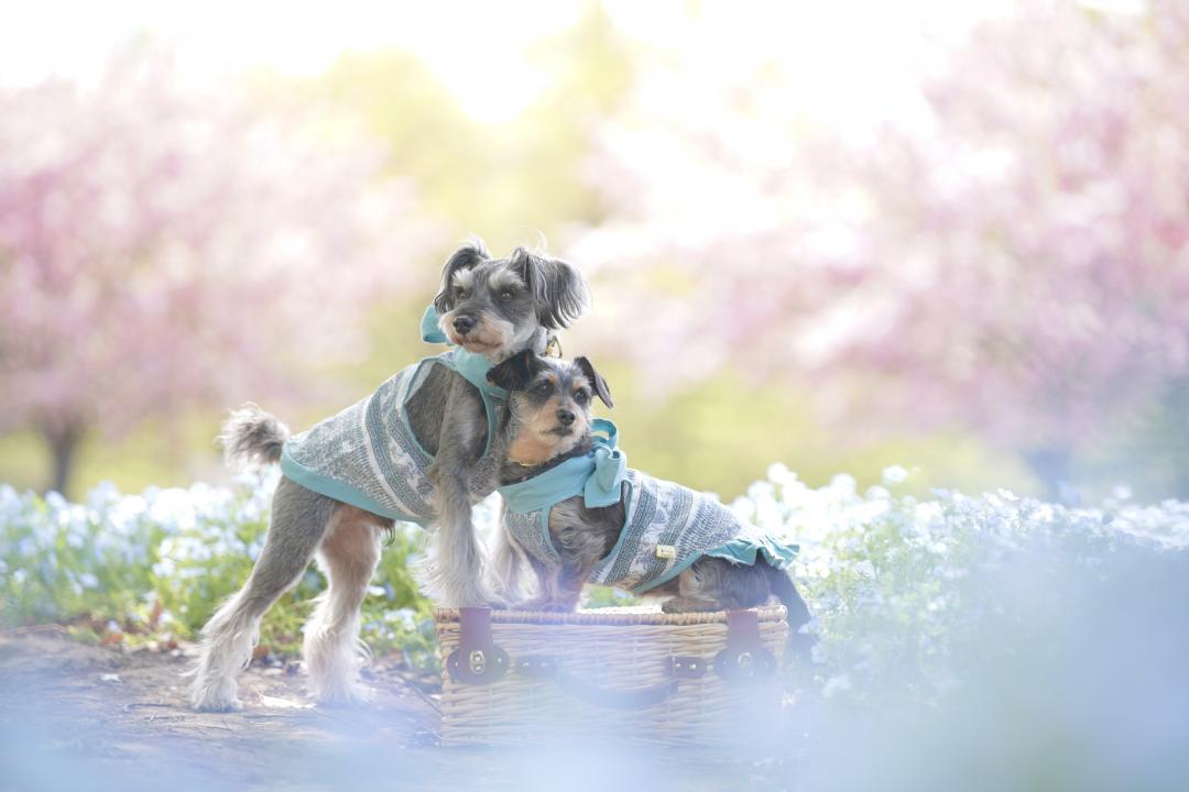 桜とネモフィラ