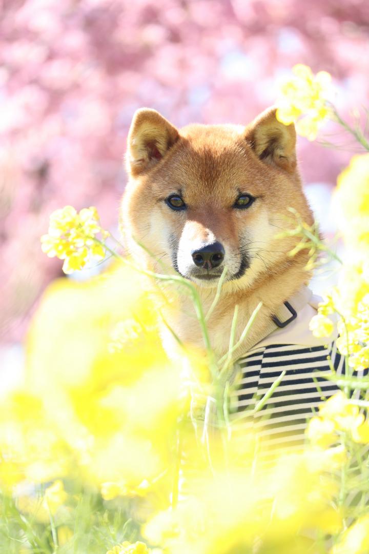 河津桜と菜の花