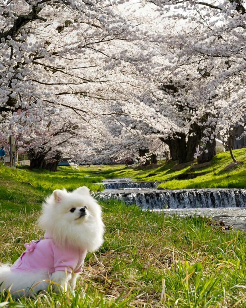 観音寺川と桜とイチ