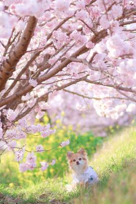春めき桜とハナ