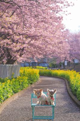 河津桜と菜の花の道
