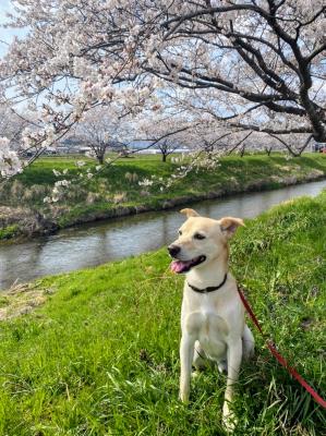 桜と川とリク