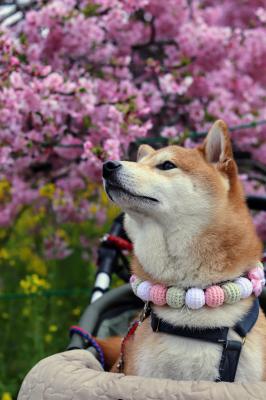 桜の香りに導かれ