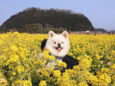 菜の花畑からひょっこり