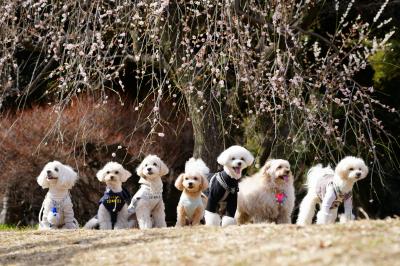 春の公園で奇跡の勢揃い！