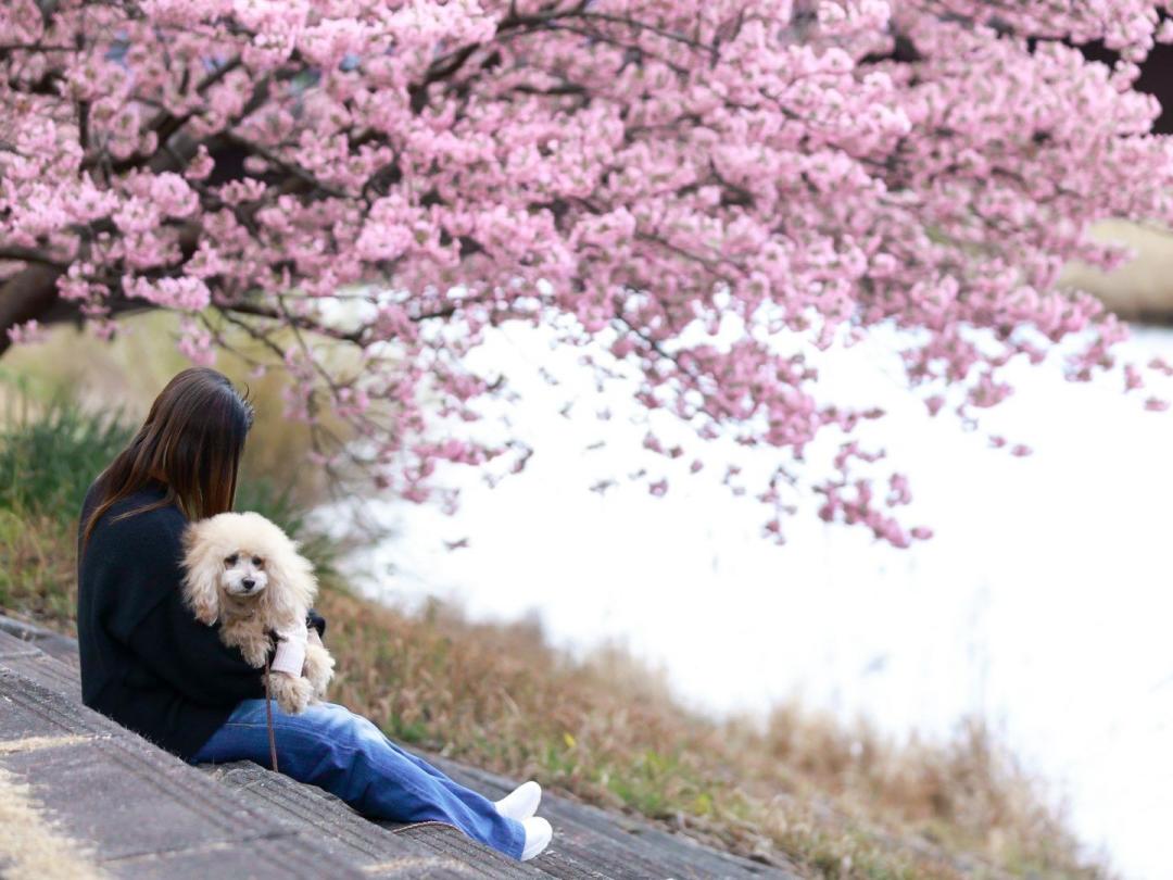 桜の下で