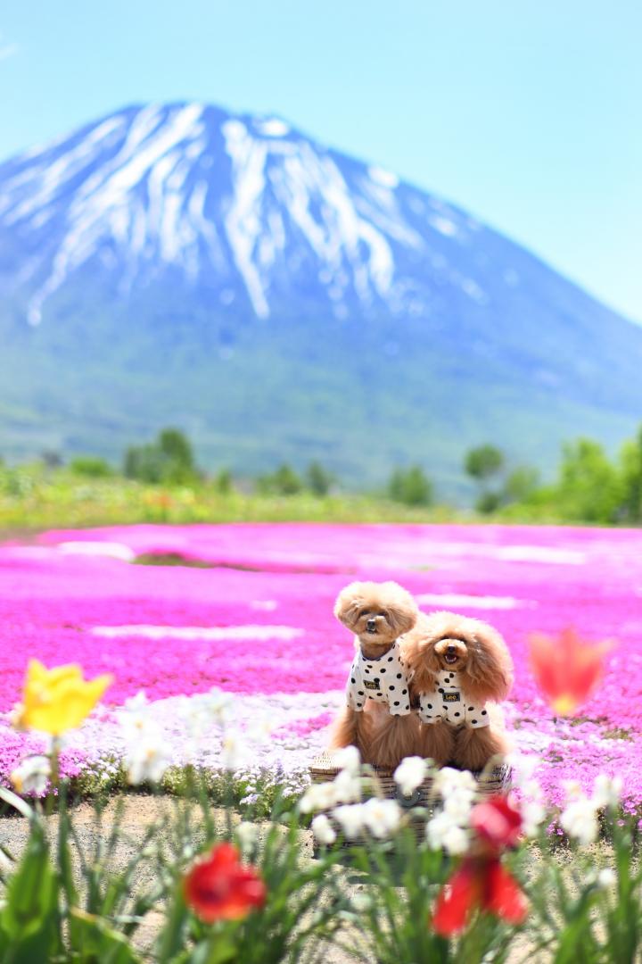 芝桜と羊蹄山