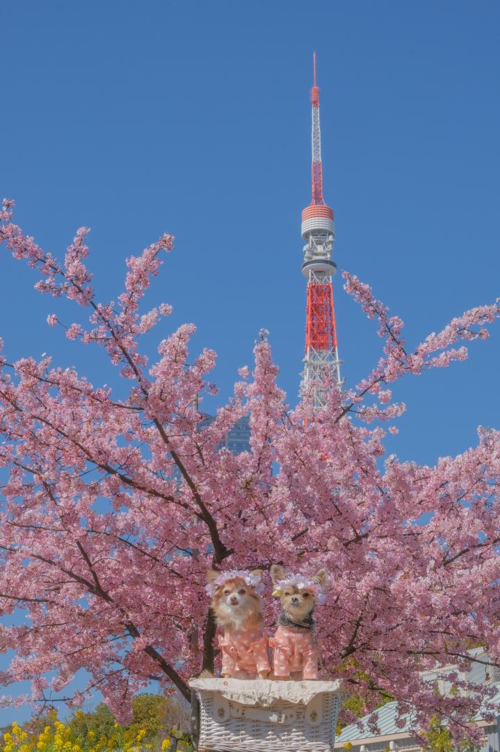 東京タワーと河津桜
