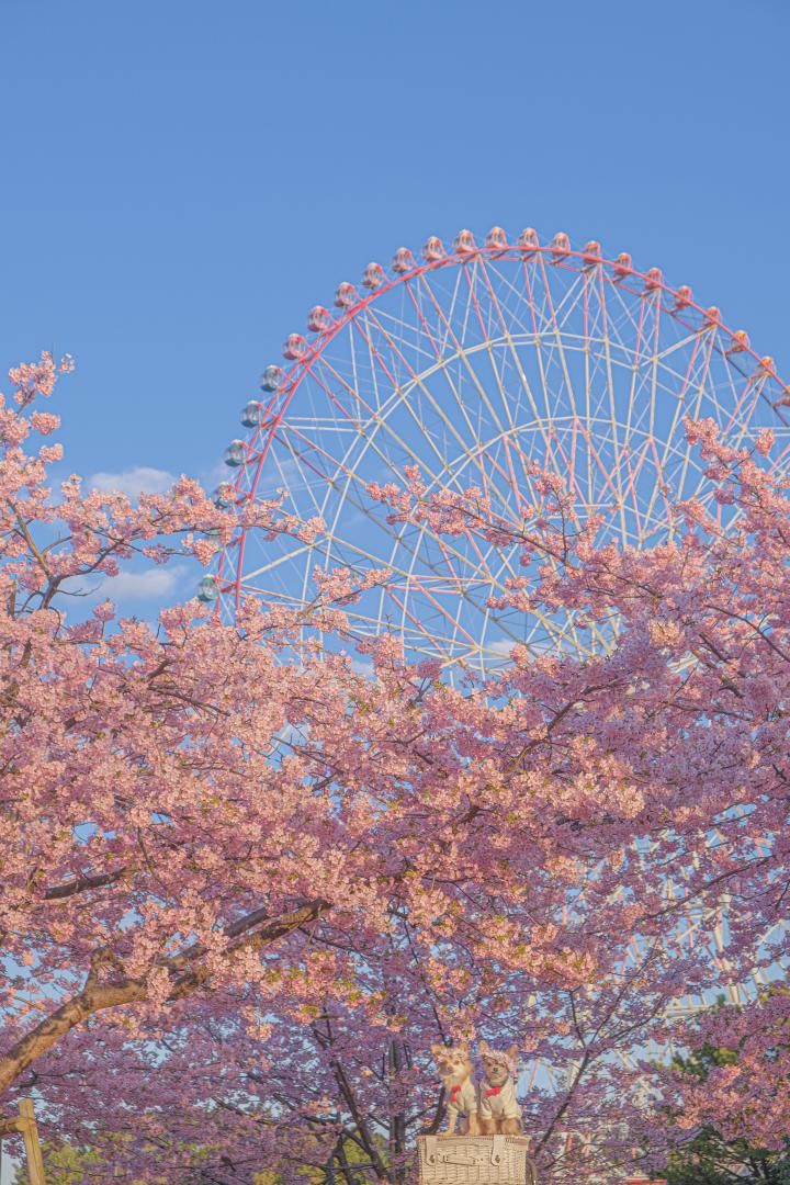 朝日に染まる河津桜と観覧車