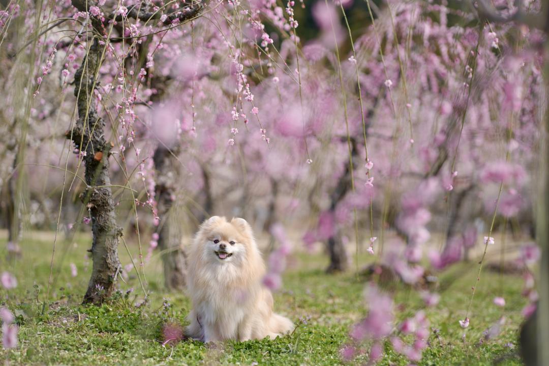 枝垂れ梅のシャワー