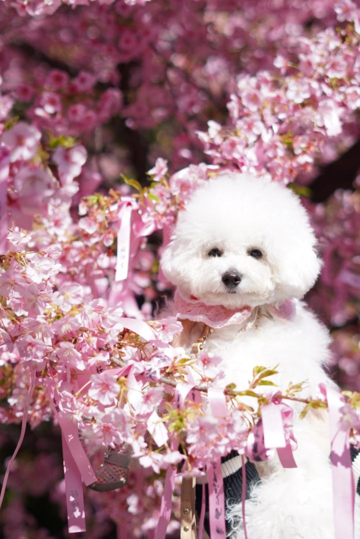 願いが叶う桜