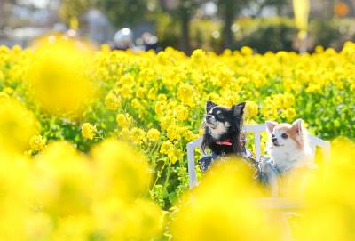 菜の花とひめもね